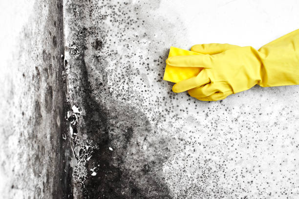 Professional Mold Remediation in Edgewater, CO