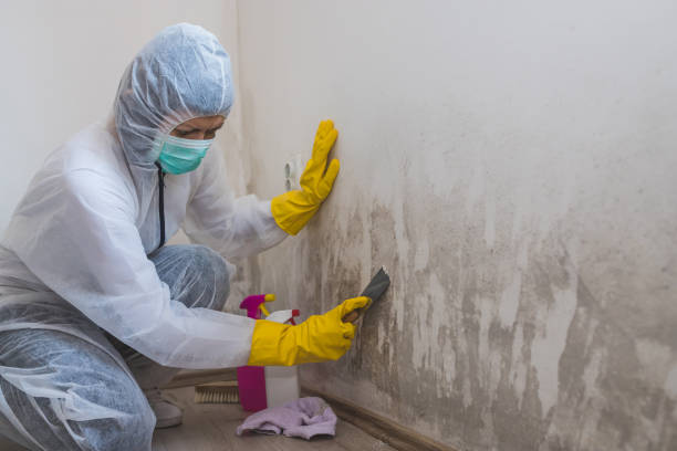 Trusted Edgewater, CO Mold Remediation Experts