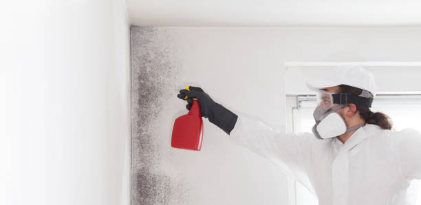 Best Commercial Mold Remediation in Edgewater, CO